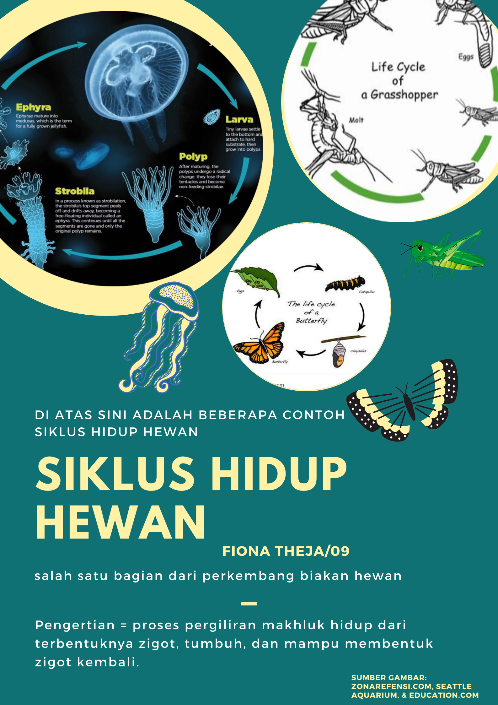 Sampul