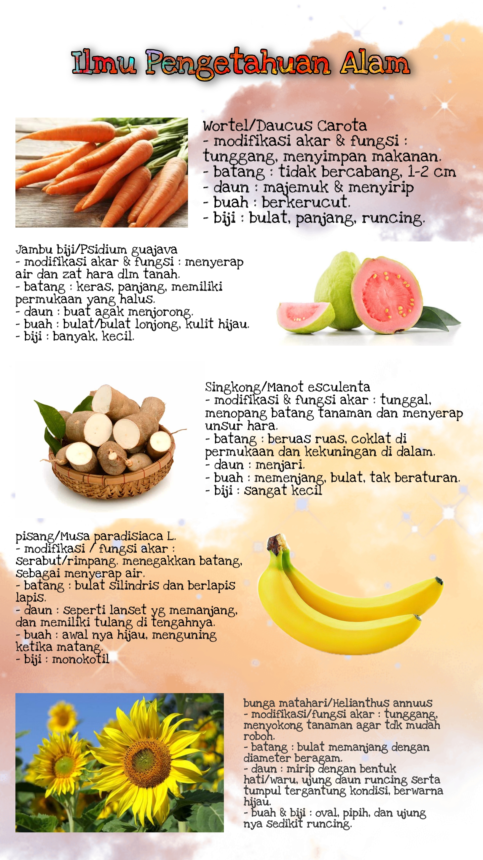Sampul
