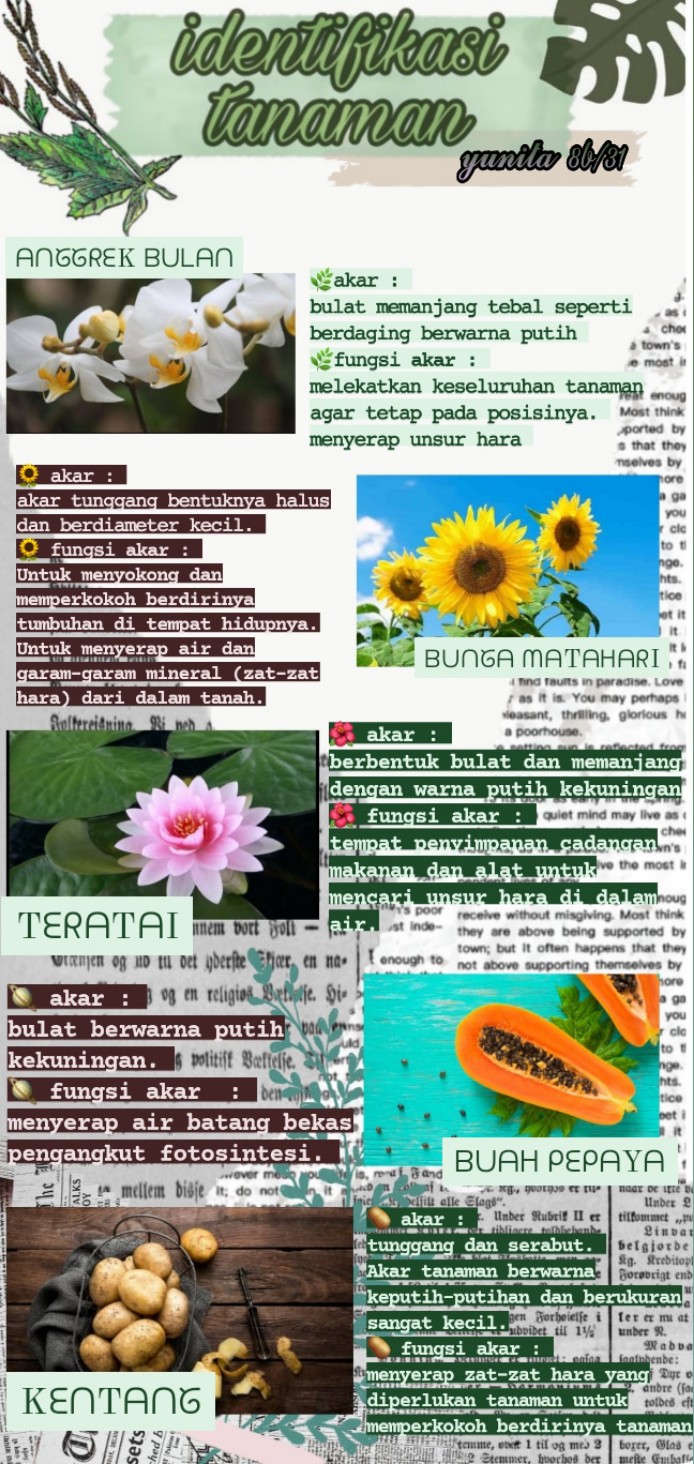 Sampul