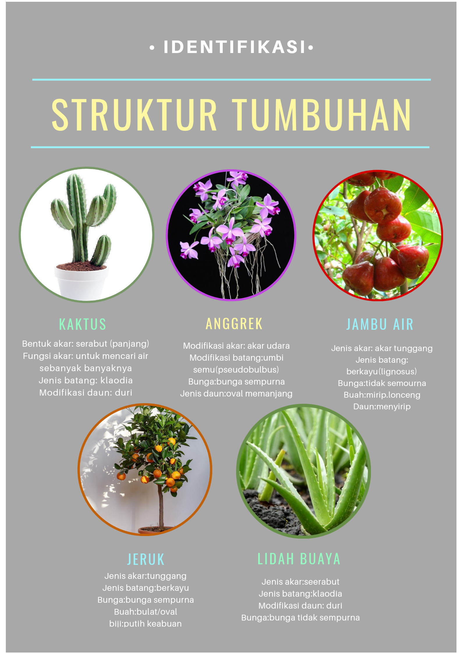 Sampul